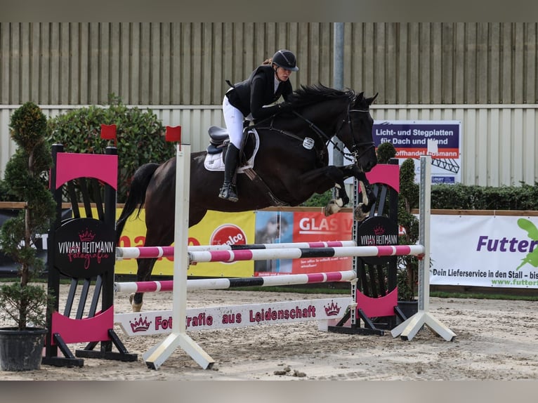 Warmblood suizo Caballo castrado 5 años 176 cm Negro in Menden