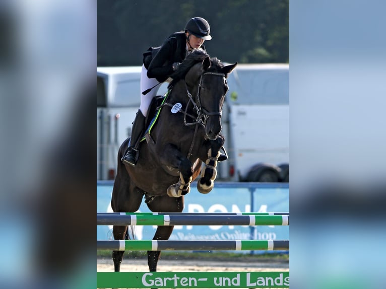 Warmblood suizo Caballo castrado 5 años 176 cm Negro in Menden