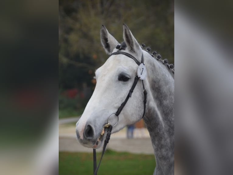 Warmblood suizo Caballo castrado 5 años 176 cm Tordo in Bern