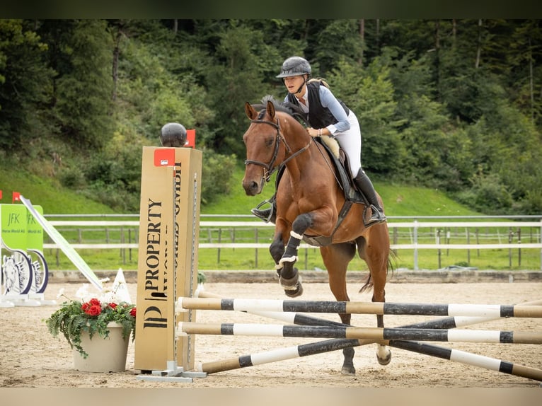 Warmblood suizo Caballo castrado 5 años Castaño in Oberriet SG