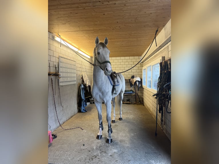 Warmblood suizo Caballo castrado 5 años Tordo in Oberriet SG