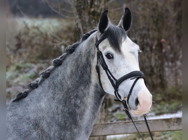 Warmblood suizo Caballo castrado 6 años 165 cm Tordo in Bad Dürrheim