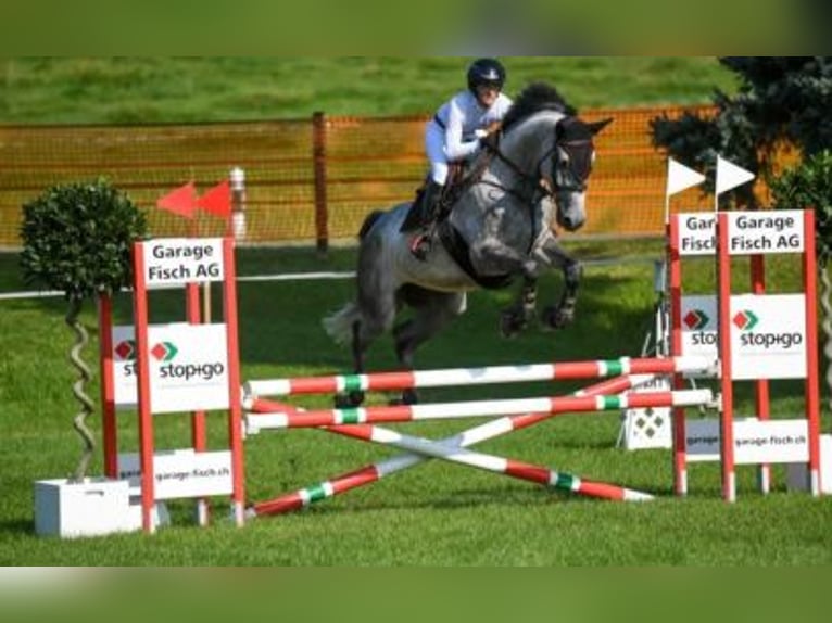 Warmblood suizo Caballo castrado 6 años 167 cm Tordo in Ossingen