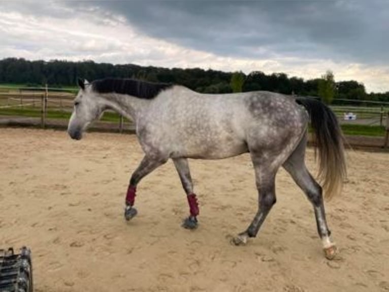 Warmblood suizo Caballo castrado 6 años 167 cm Tordo in Ossingen