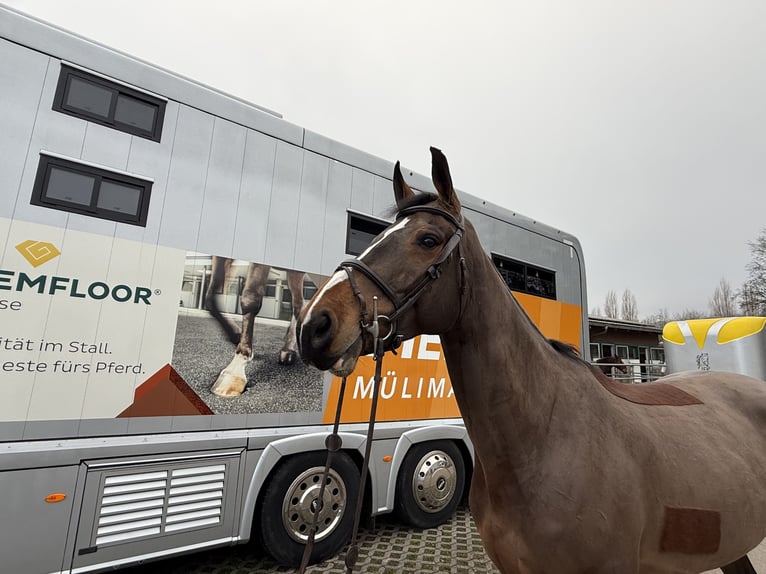 Warmblood suizo Caballo castrado 6 años 169 cm Castaño in Bad Säckingen