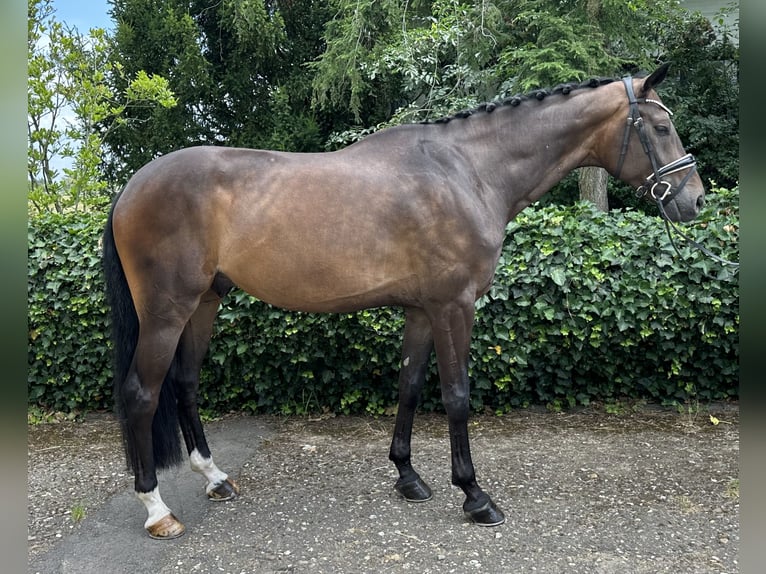 Warmblood suizo Caballo castrado 6 años 172 cm Castaño oscuro in Niederkassel