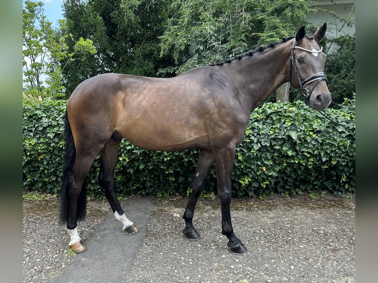 Warmblood suizo Caballo castrado 6 años 172 cm Castaño oscuro in Niederkassel