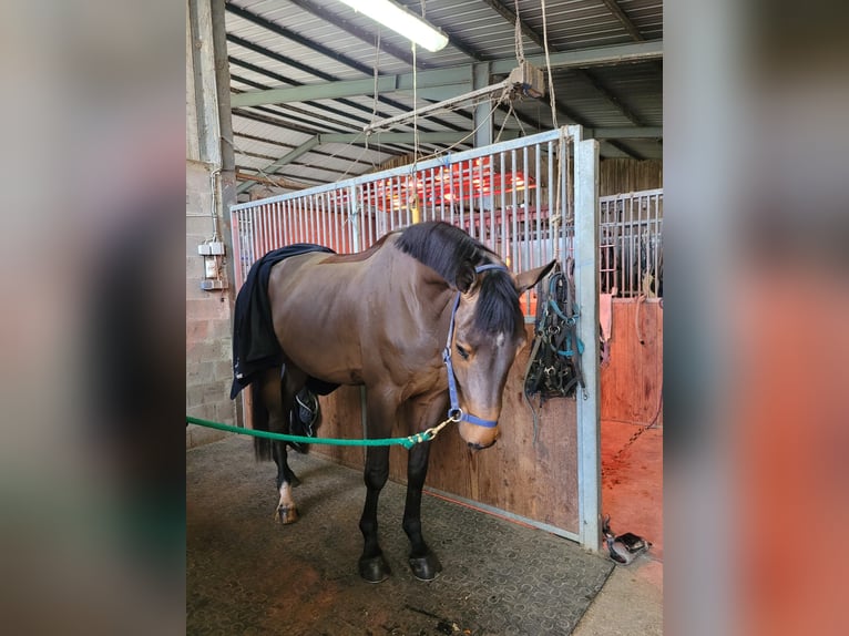 Warmblood suizo Caballo castrado 6 años 174 cm Castaño oscuro in Wolschwiller