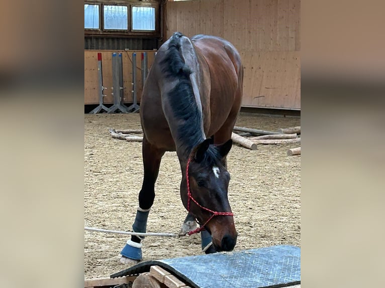 Warmblood suizo Caballo castrado 6 años 180 cm Castaño oscuro in Weisslingen