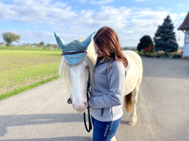 Warmblood suizo Mestizo Caballo castrado 7 años 140 cm Cremello in Niederhasli