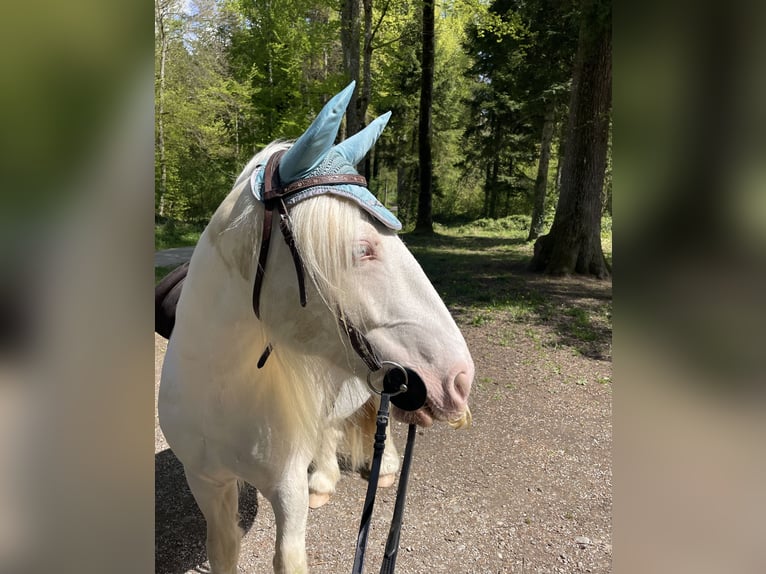 Warmblood suizo Mestizo Caballo castrado 7 años 140 cm Cremello in Niederhasli