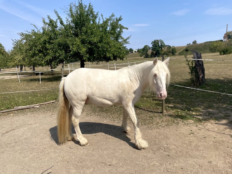 Warmblood suizo Mestizo Caballo castrado 7 años 140 cm Cremello in Niederhasli