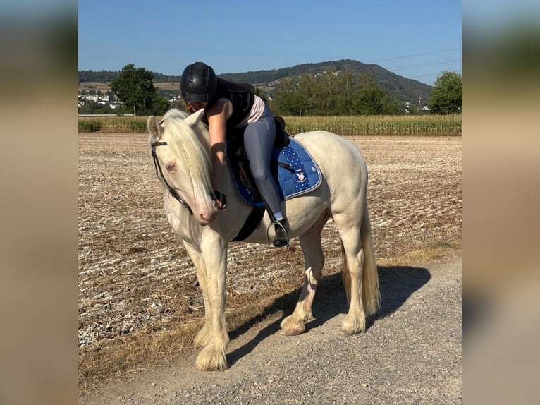 Warmblood suizo Mestizo Caballo castrado 7 años 140 cm Cremello in Niederhasli