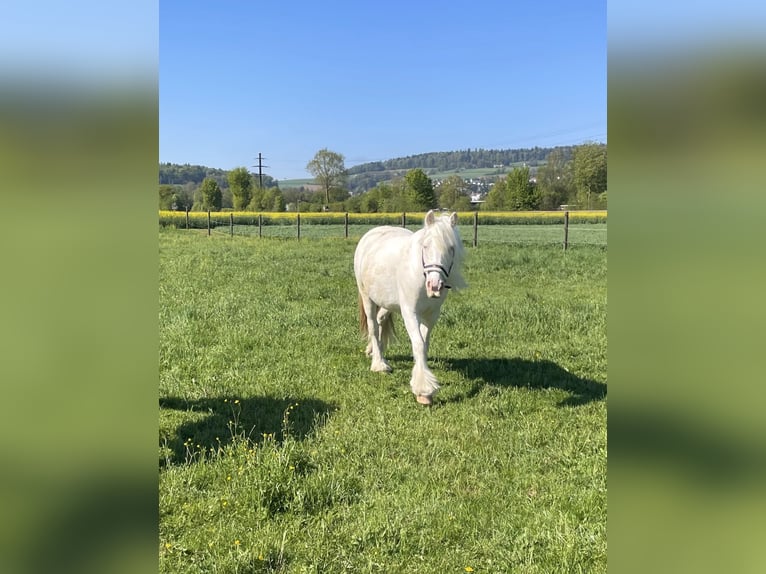 Warmblood suizo Mestizo Caballo castrado 7 años 140 cm Cremello in Niederhasli