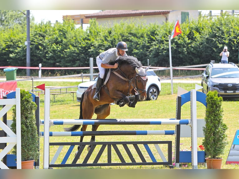 Warmblood suizo Caballo castrado 7 años 164 cm Castaño in Hasle-Rüegsau