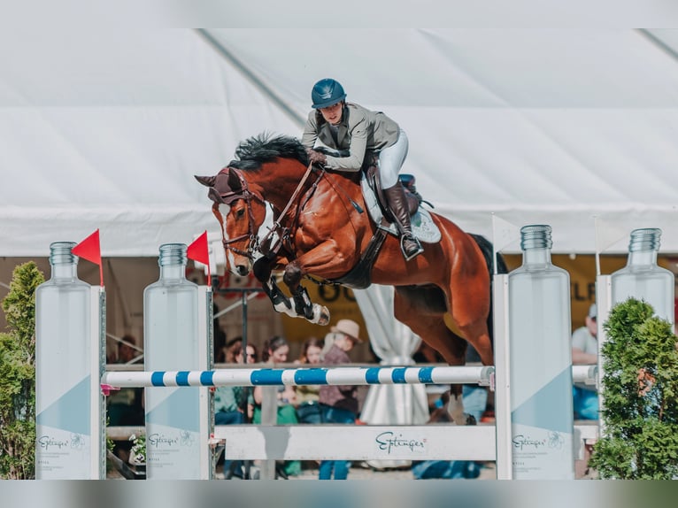 Warmblood suizo Caballo castrado 7 años 166 cm Castaño in Laufen
