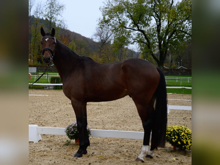 Warmblood suizo Mestizo Caballo castrado 7 años 170 cm Castaño oscuro in Morgarten