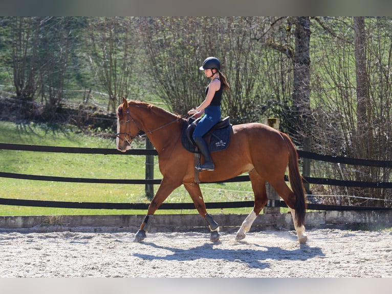Warmblood suizo Caballo castrado 7 años 175 cm Alazán in Wimmis