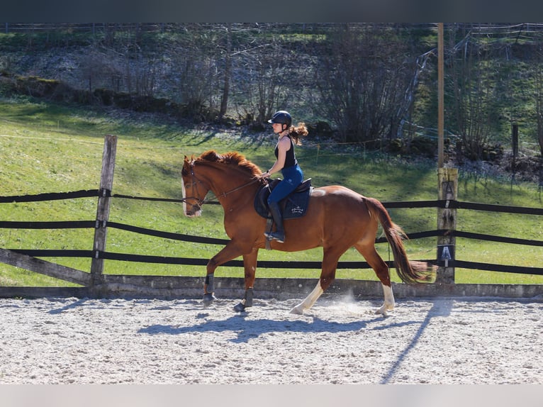 Warmblood suizo Caballo castrado 7 años 175 cm Alazán in Wimmis