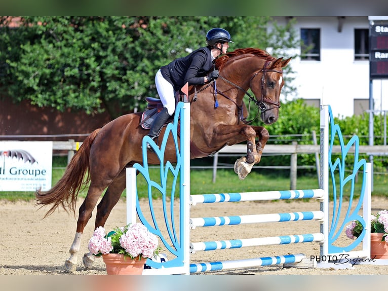 Warmblood suizo Caballo castrado 7 años 176 cm Alazán in Frauenkappelen