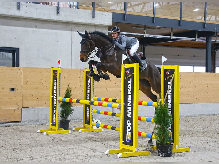 Warmblood suizo Caballo castrado 7 años in Murg