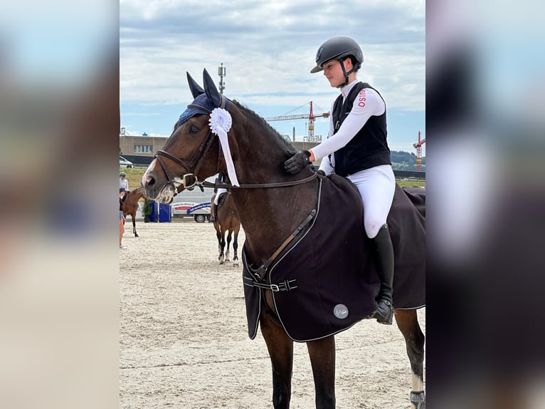 Warmblood suizo Caballo castrado 8 años 165 cm Castaño oscuro in Veltheim AGVeltheim