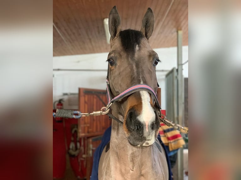 Warmblood suizo Caballo castrado 8 años 165 cm Castaño oscuro in Veltheim AGVeltheim