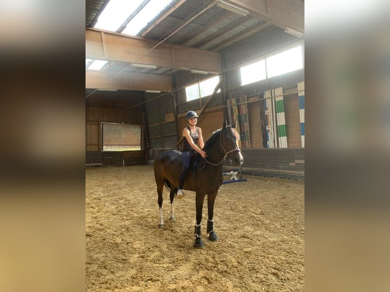 Warmblood suizo Caballo castrado 8 años 165 cm Castaño oscuro in Veltheim AGVeltheim