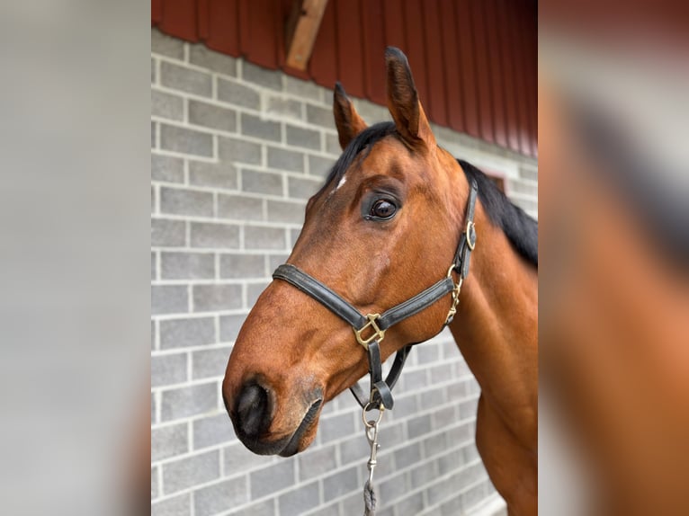 Warmblood suizo Caballo castrado 8 años 169 cm Castaño in Diepoldsau