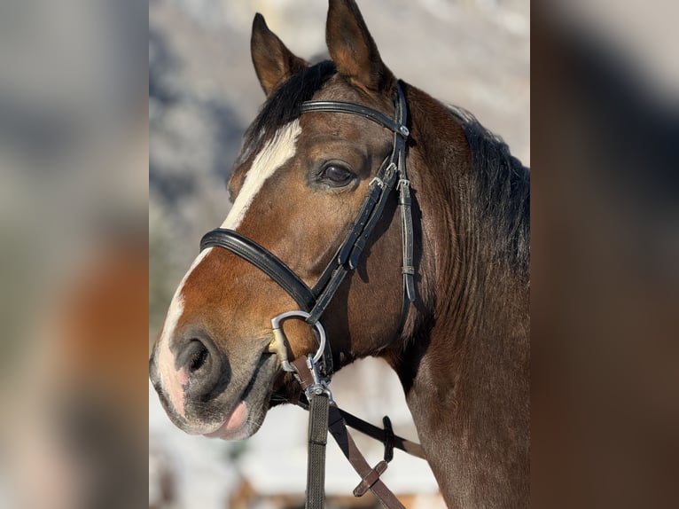 Warmblood suizo Caballo castrado 8 años 173 cm Castaño oscuro in Sennwald
