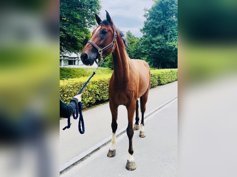 Warmblood suizo Caballo castrado 8 años 175 cm Castaño in Dietikon