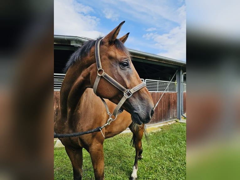 Warmblood suizo Caballo castrado 8 años 175 cm Castaño in Dietikon