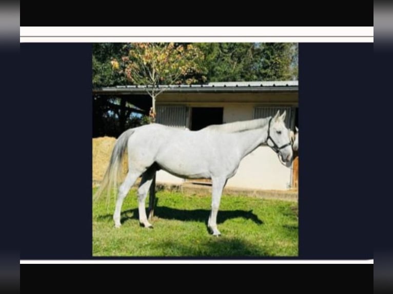 Warmblood suizo Caballo castrado 8 años 175 cm Tordo in Telgte