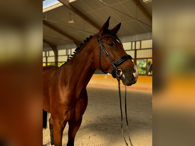 Warmblood suizo Caballo castrado 8 años 179 cm Castaño in Niederhasli