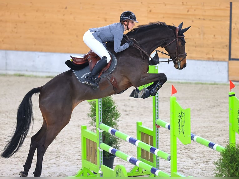Warmblood suizo Caballo castrado 8 años in Murg