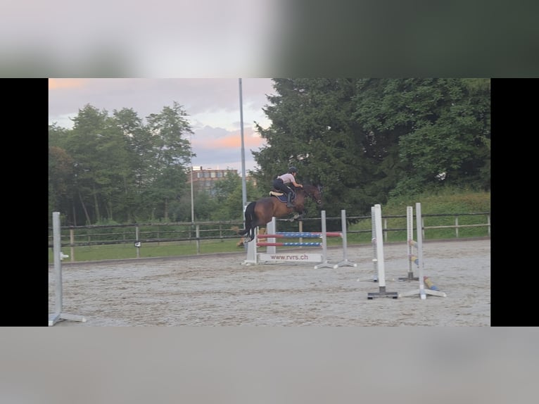 Warmblood suizo Caballo castrado 9 años 165 cm Castaño in Ennetmoos
