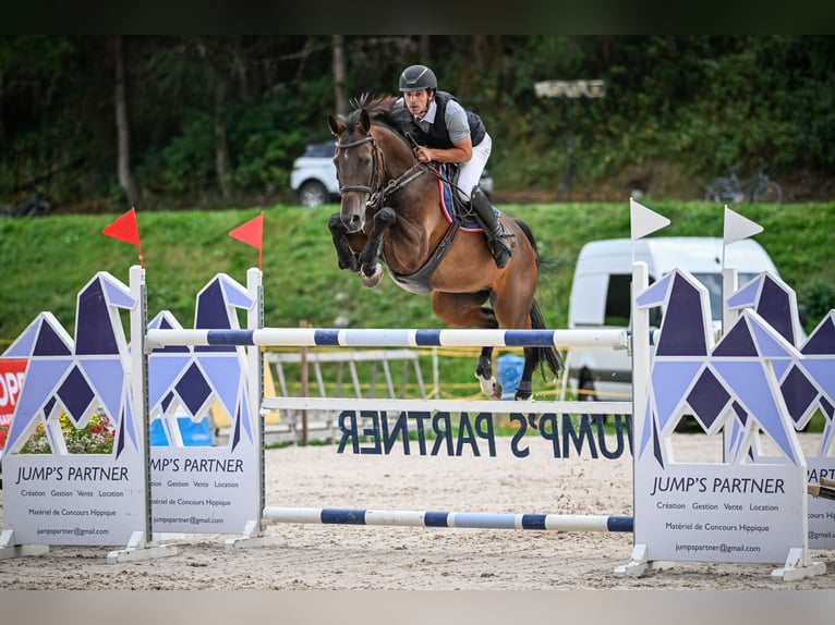Warmblood suizo Caballo castrado 9 años 167 cm Castaño oscuro in Diepoldsau