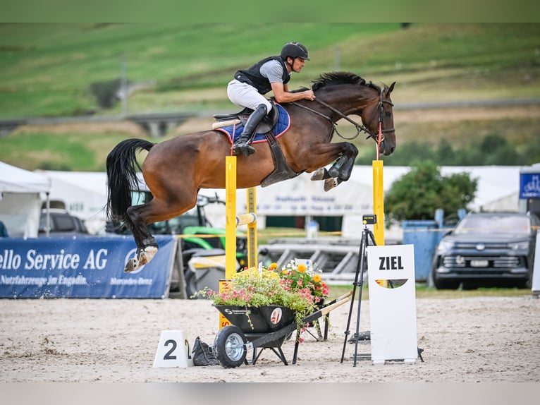Warmblood suizo Caballo castrado 9 años 167 cm Castaño oscuro in Diepoldsau