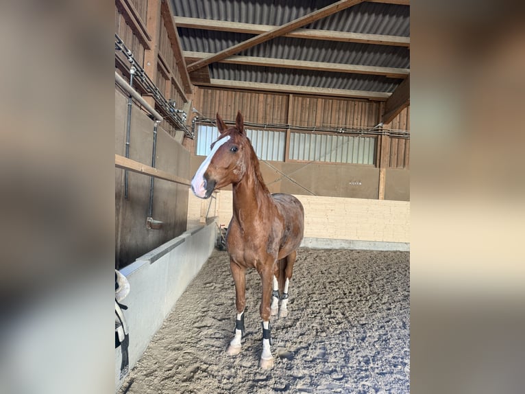 Warmblood suizo Caballo castrado 9 años 175 cm Alazán in Lyss