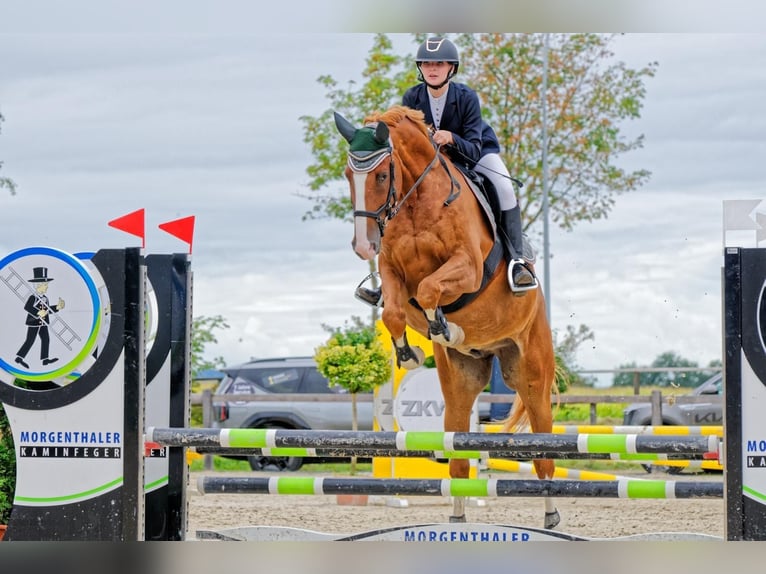 Warmblood suizo Caballo castrado 9 años 175 cm Alazán in Lyss
