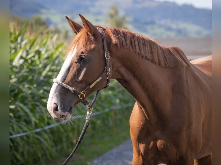 Warmblood suizo Caballo castrado 9 años Alazán in Oberriet SG