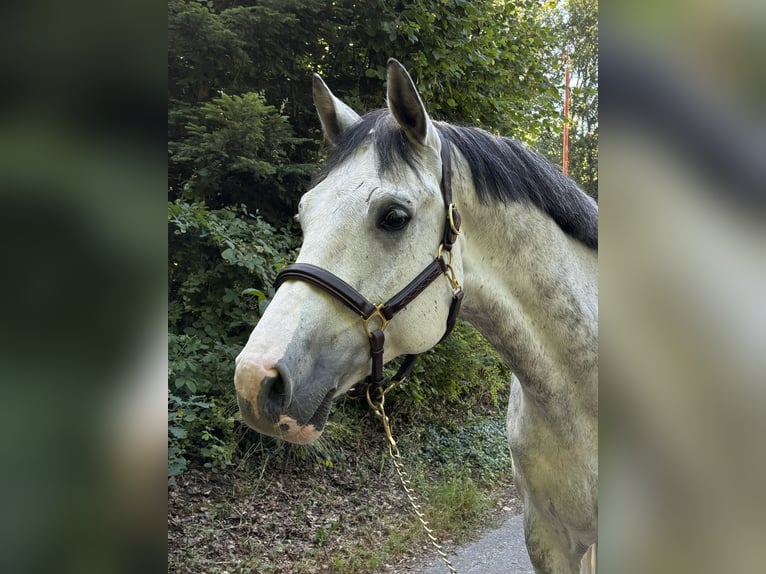 Warmblood suizo Caballo castrado 9 años  in Murg