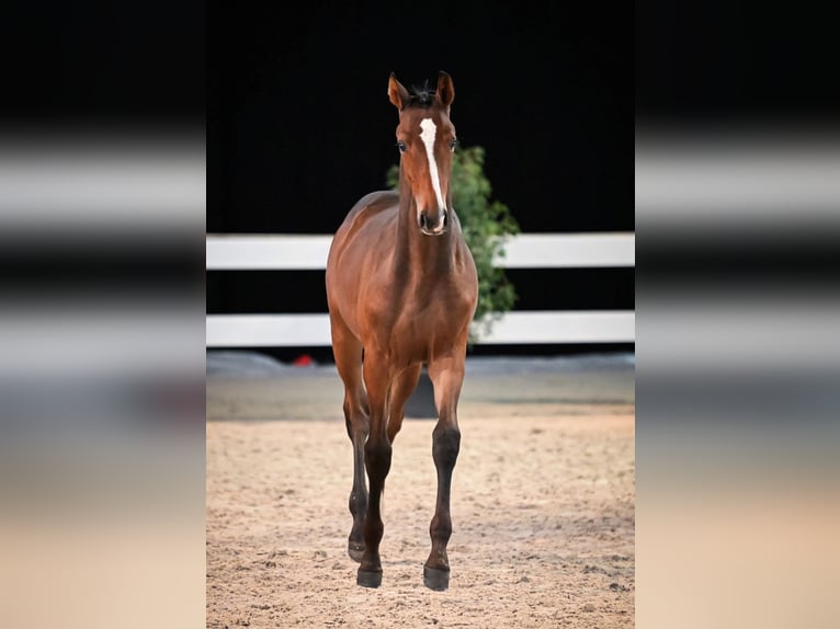 Warmblood suizo Semental 1 año 170 cm Castaño oscuro in Dielsdorf