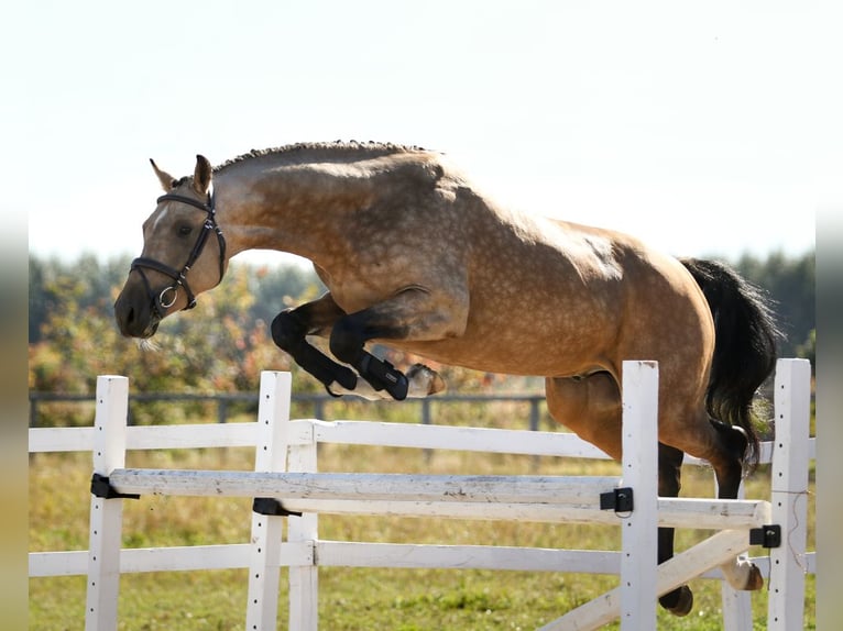 Warmblood suizo Semental 7 años 168 cm Buckskin/Bayo in Mont-Saint-Hilaire