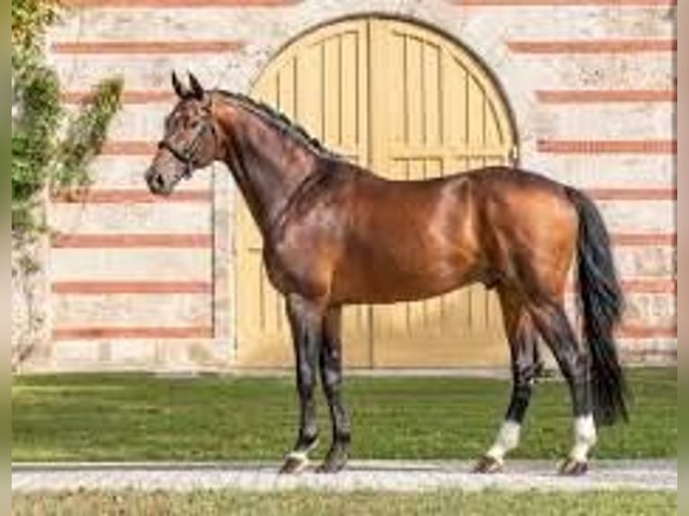 Warmblood suizo Semental Potro (04/2025) 167 cm in St.Ursen
