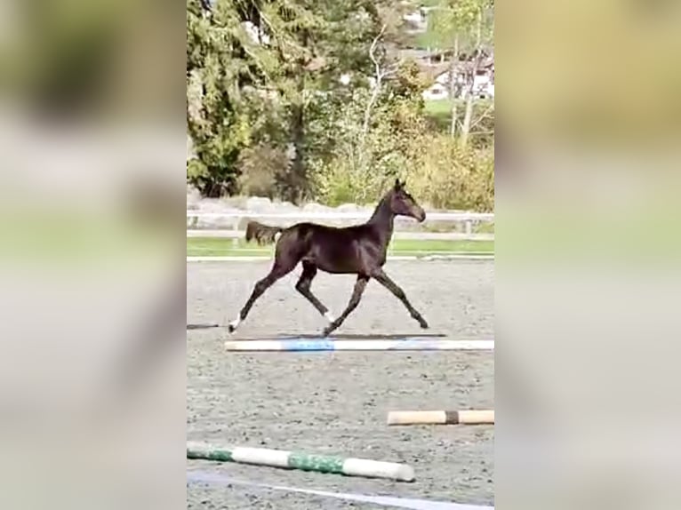 Warmblood suizo Semental Potro (04/2024) 170 cm Castaño oscuro in Chur