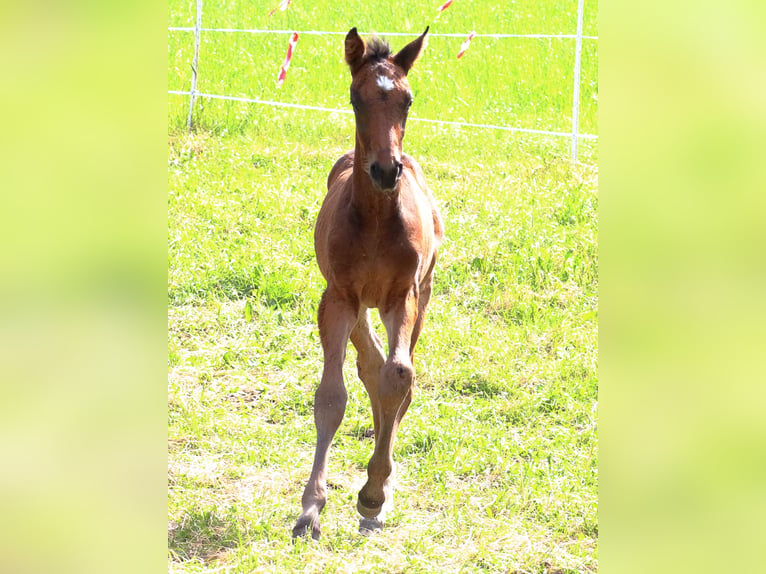 Warmblood suizo Semental Potro (04/2024) 170 cm Castaño oscuro in Chur