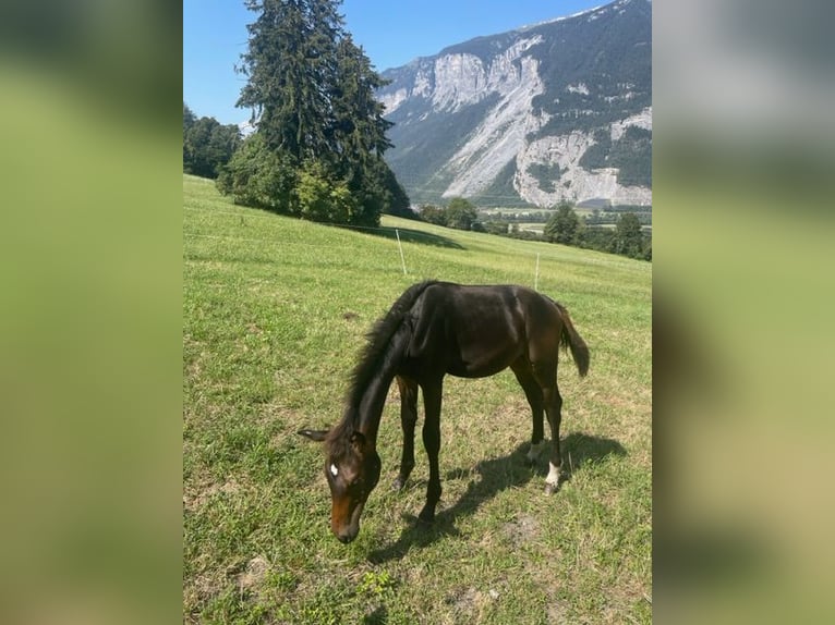 Warmblood suizo Semental Potro (04/2024) 170 cm Castaño oscuro in Chur