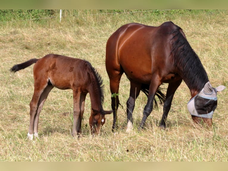 Warmblood suizo Semental Potro (04/2024) 170 cm Castaño oscuro in Chur