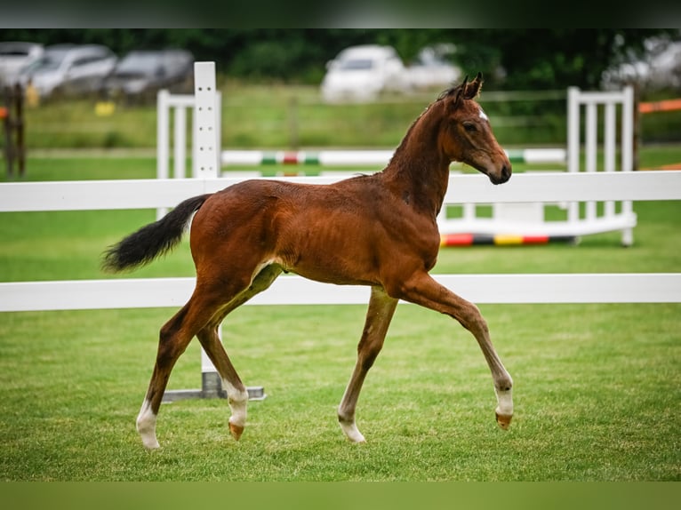 Warmblood suizo Semental Potro (05/2024) 173 cm Castaño in Wetzikon ZH